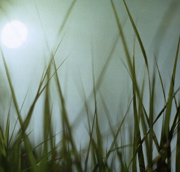 Tall blades of grass against a pale, bright sky