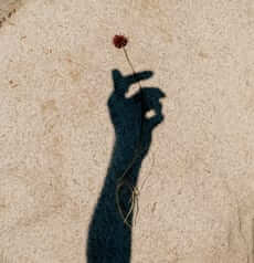 The shadow of a hand holding a single flower against sand
