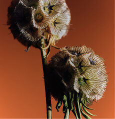 Two dried scabiosa seed heads against a burnt orange ground