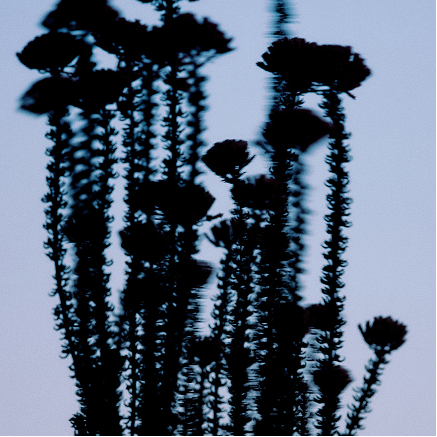 Dark seed heads standing against a pale blue sky