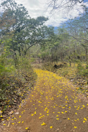 a path into the jungle in costa rica